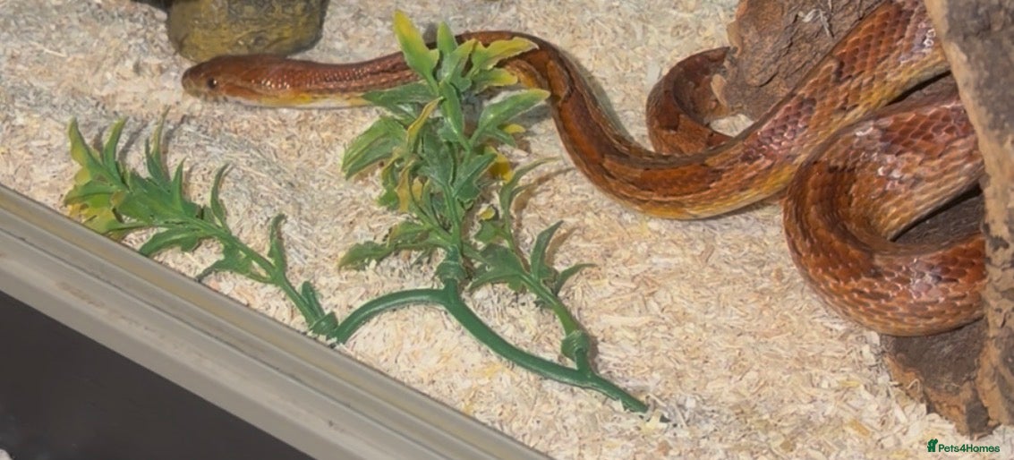 Corn Snake reptiles Red Corn snake for sale  - Advert 2