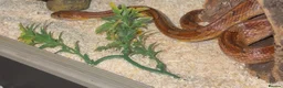 Corn Snake reptiles for sale: Red Corn snake and inclosure for sale  - Advert 1