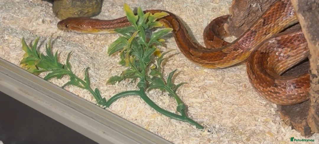 Corn Snake reptiles for sale: Red Corn snake and inclosure for sale  - Advert 1