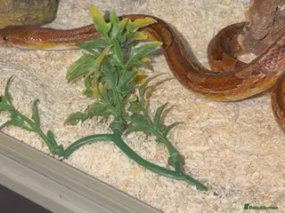 Corn Snake reptiles Red Corn snake for sale - Advert 2