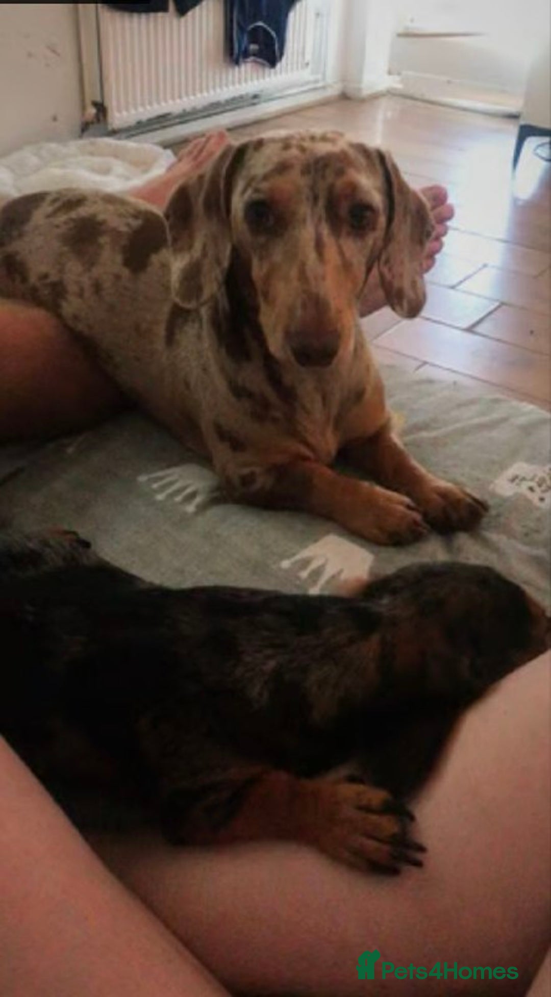 Miniature Dachshund dogs for sale: STUNNING MINIATURE DACHSHUND PUPPIES FOR SALE - Image 3