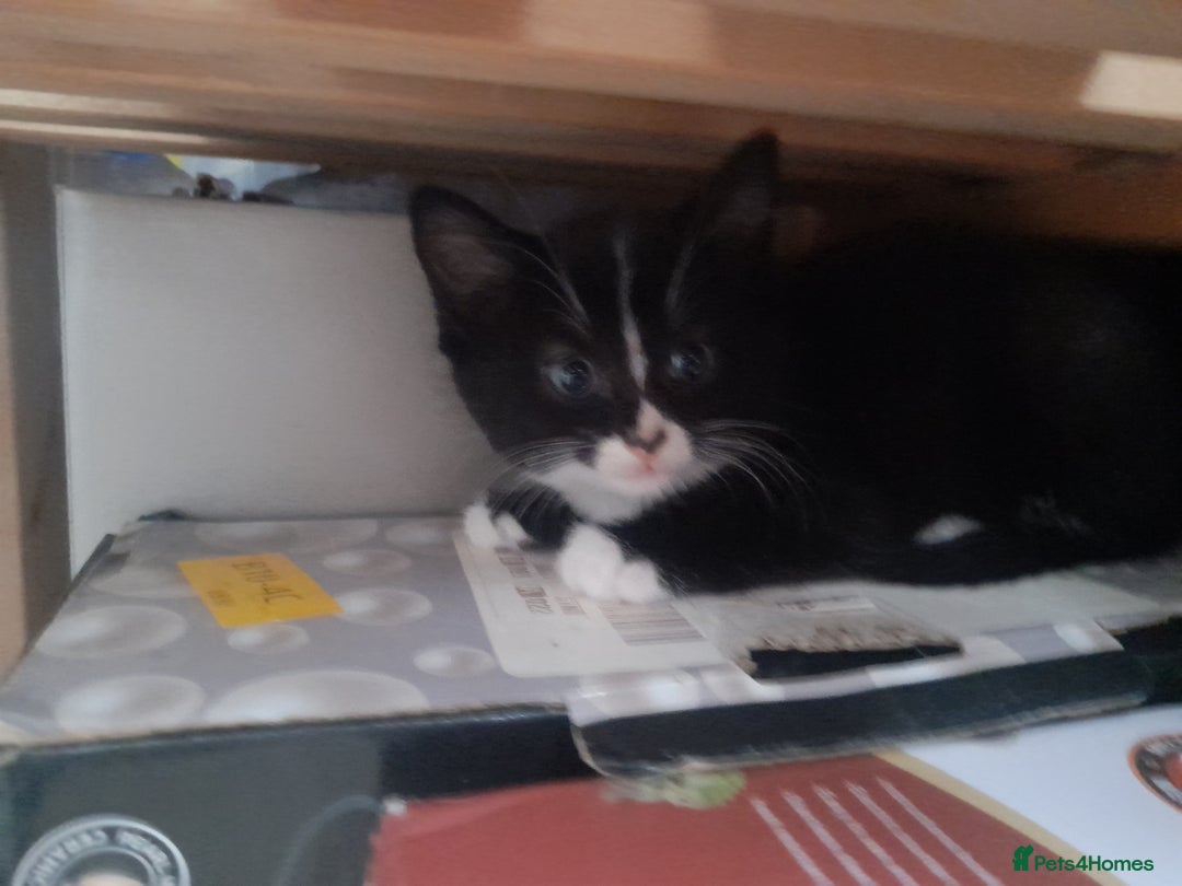 British Longhair cats for sale: Kittens for sale - Image 10