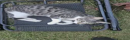 Domestic Shorthair cats for sale: Tabby cat and tuxedo cat for sale - Advert 3