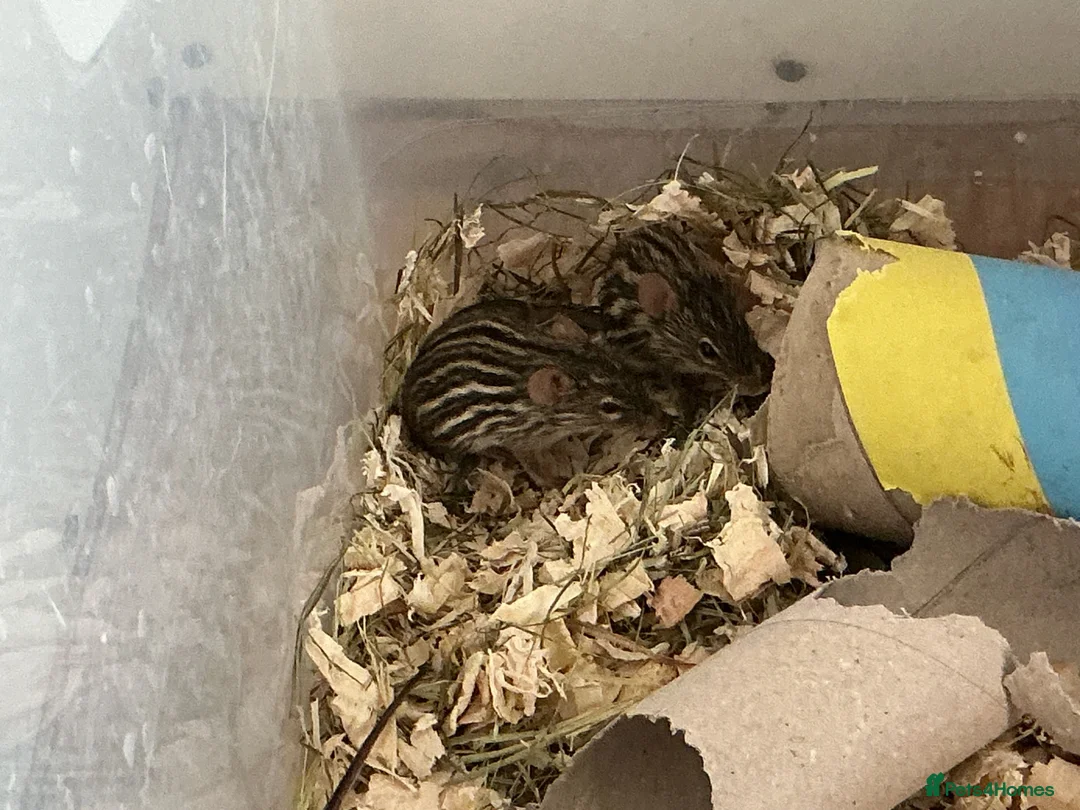 Mouse rodents for sale: Pied dormice ; grass striped mice  - Advert 19