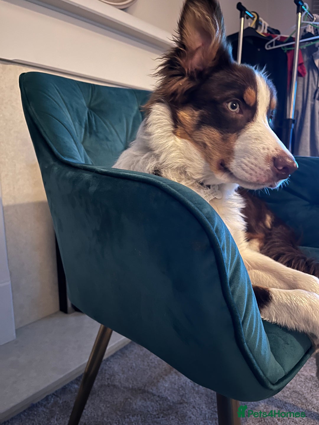 Border Collie dogs for sale: Chocolate, tan and white pedigree border collie - Advert 8