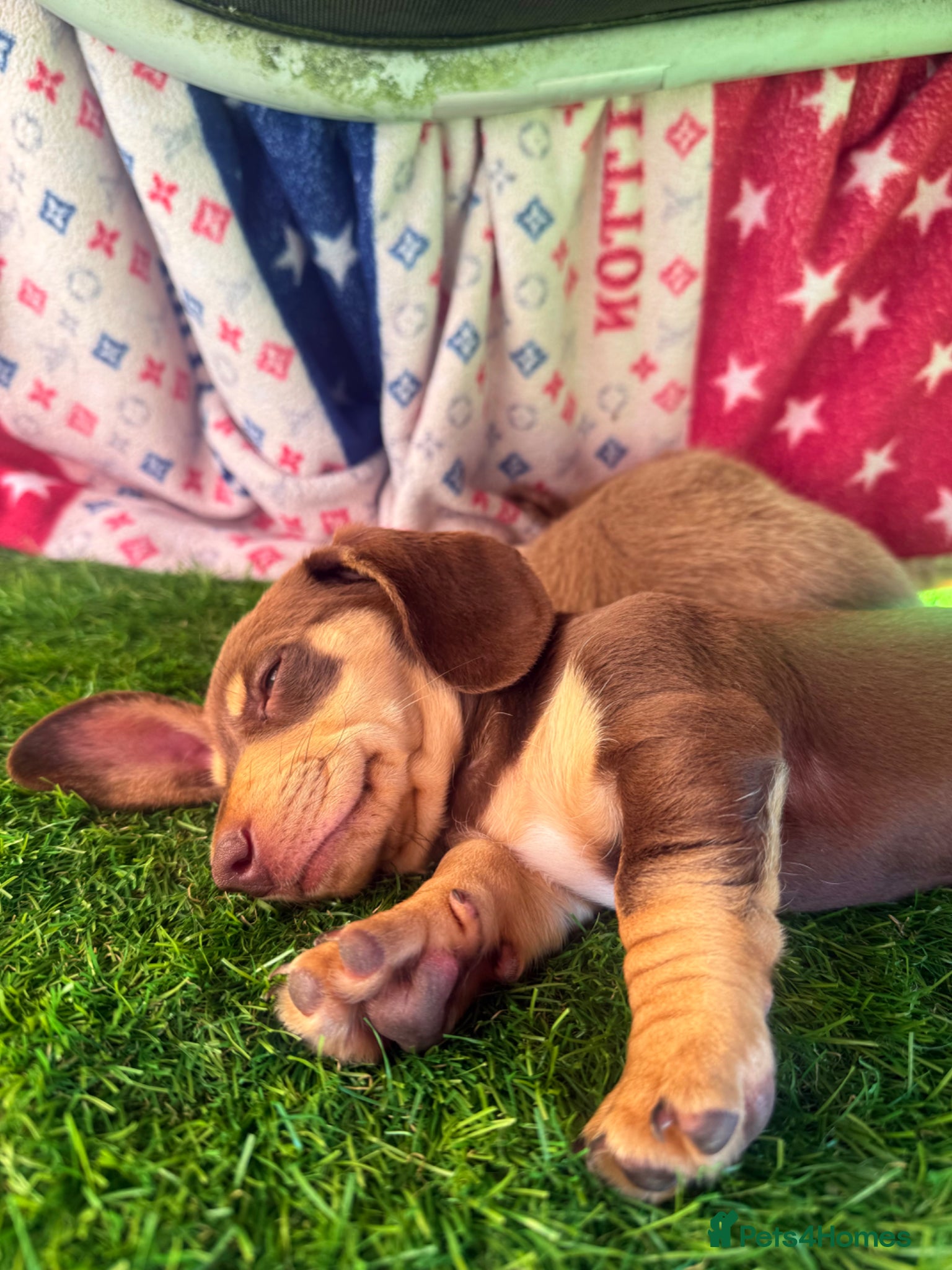 Miniature Dachshund dogs miniature dachshunds k c - Advert 1