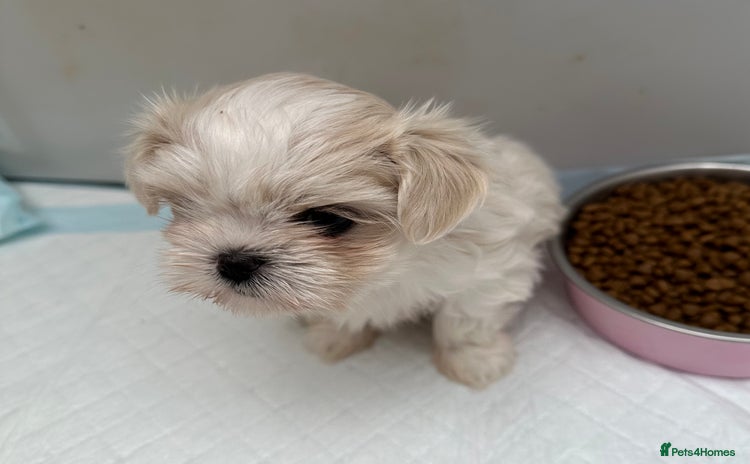 Shih Tzu dogs - Advert 1