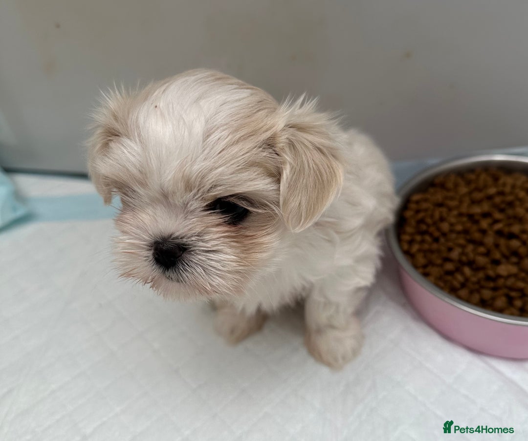 Shih Tzu dogs for sale: Imperial shihtzu puppies  - Image 1