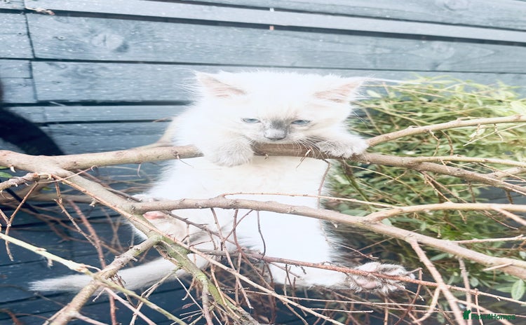 Ragdoll cats - Advert 11