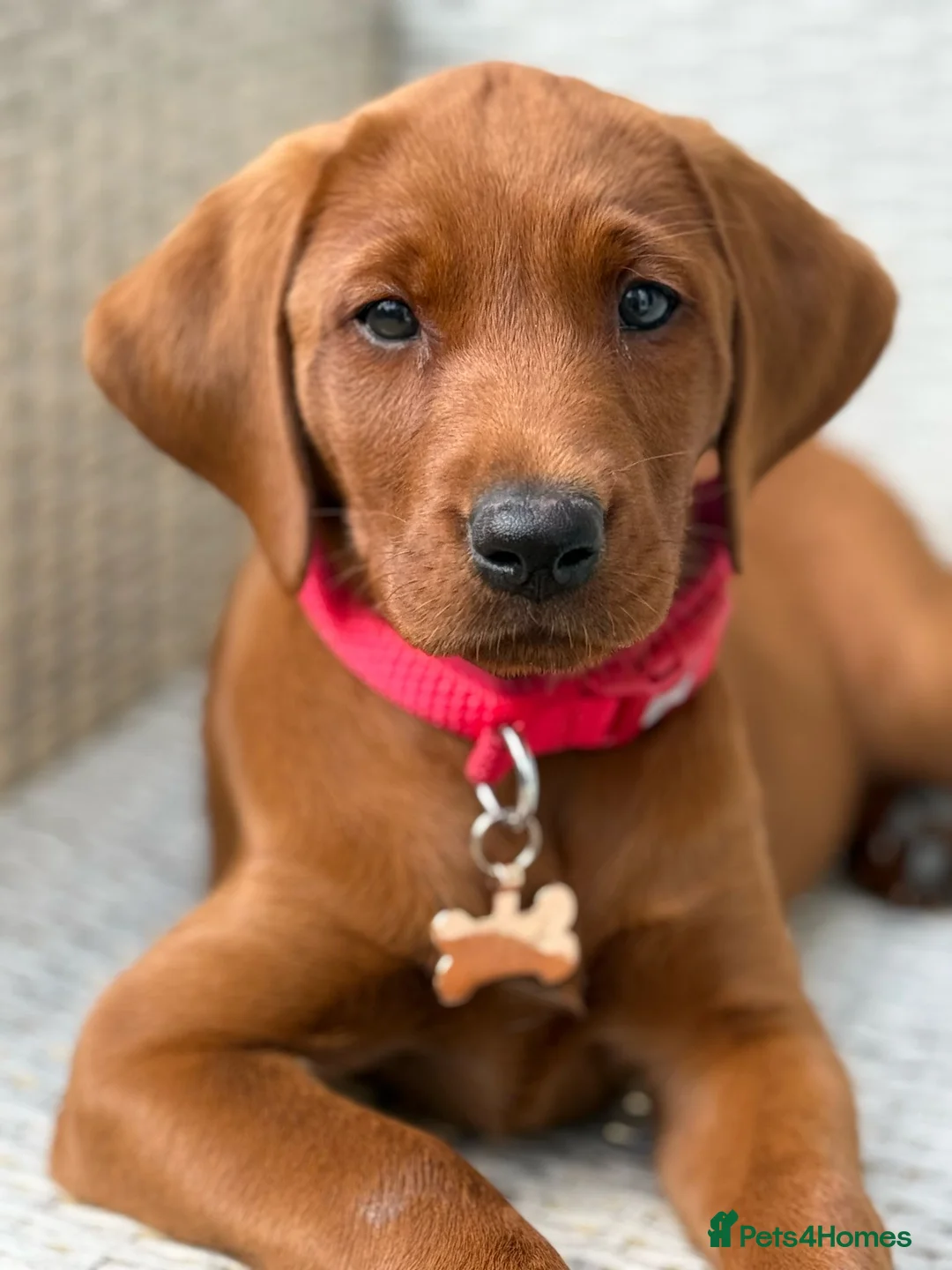 Labrador Retriever dogs for sale: Outstanding quality dark fox red Labrador pups - Advert 15