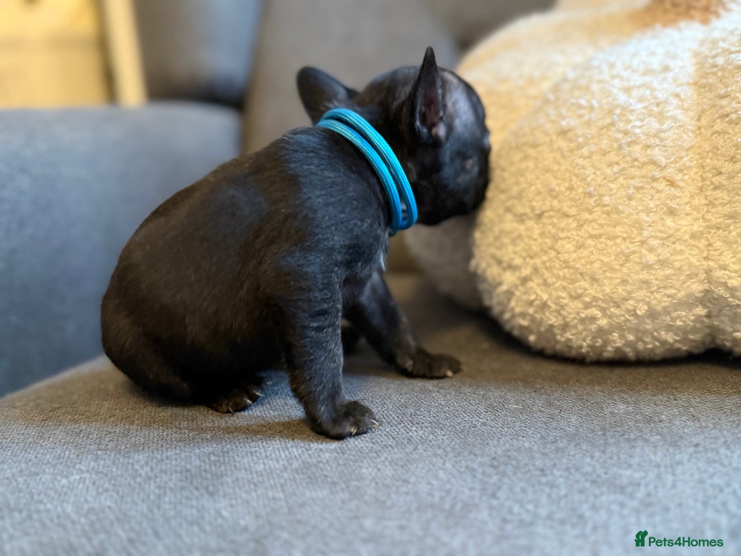 French Bulldog dogs for sale: ✨Stunning Pedigree French Bulldog Puppies✨ - Advert 25