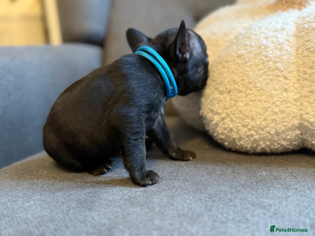 French Bulldog dogs for sale: ✨Stunning Pedigree French Bulldog Puppies✨ - Advert 20