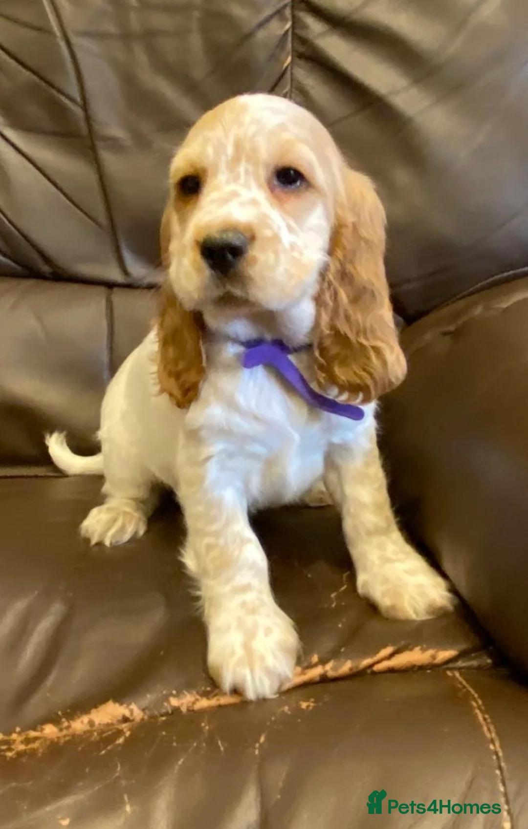 Cocker Spaniel dogs for sale: KC Registered Cocker Spaniel Pups For Sale - Advert 3