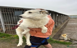 Mixed Breed dogs for adoption: Elena - Marlborough Wiltshire  - Advert 14