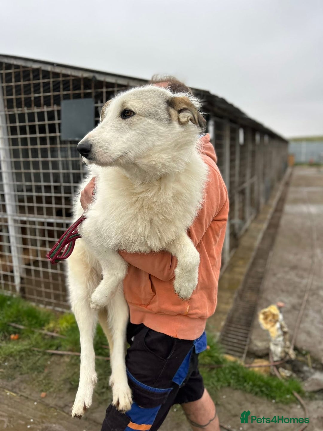 Mixed Breed dogs for adoption: Elena - Marlborough Wiltshire  - Advert 14