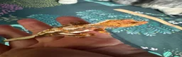 Gecko reptiles for sale: Baby gargoyle geckos and baby cresties lilys etx - Advert 28