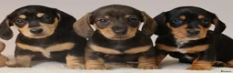 Miniature Dachshund dogs for sale: 5*Licensed+KC+PRAclear+VETchecked+Chocolate&Cream - Advert 13