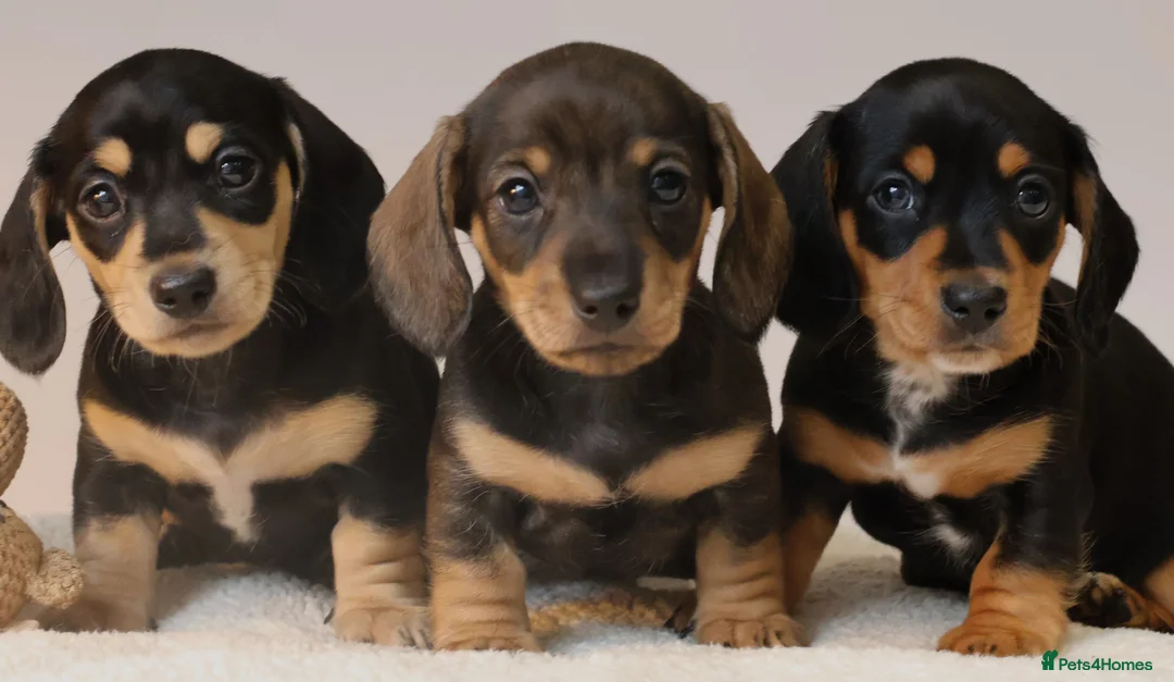 Miniature Dachshund dogs for sale: 5*Licensed+KC+PRAclear+VETchecked+Chocolate&Cream - Advert 13