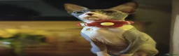 Sphynx cats for sale: Beautiful Sphynx Kittens–1Girl & 1Boy Available - Advert 13