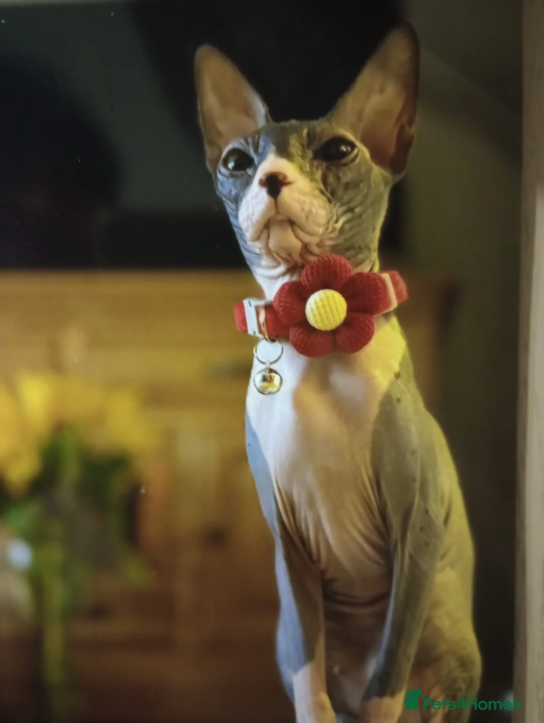 Sphynx cats for sale: Beautiful Sphynx Kittens–1Girl & 1Boy Available - Advert 13