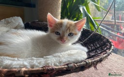 British Shorthair cats for sale: 3 beautiful British Shorthair Kittens  - Image 3