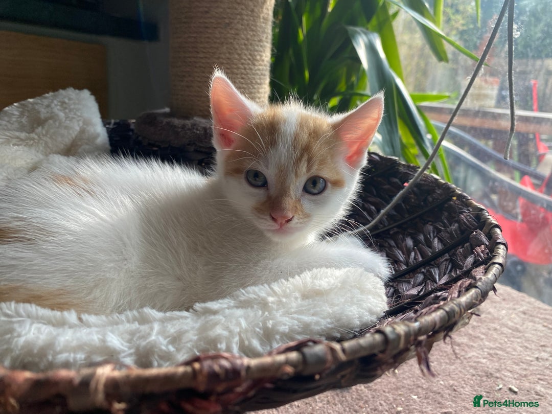 British Shorthair cats for sale: 3 beautiful British Shorthair Kittens  - Image 3