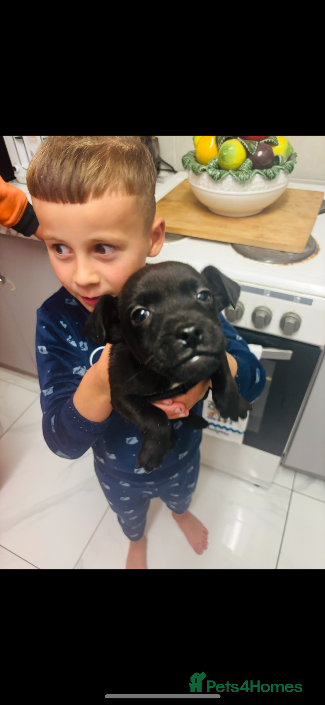 Patterdale Terrier dogs for sale: Patterdale terrier male puppy - Image 4