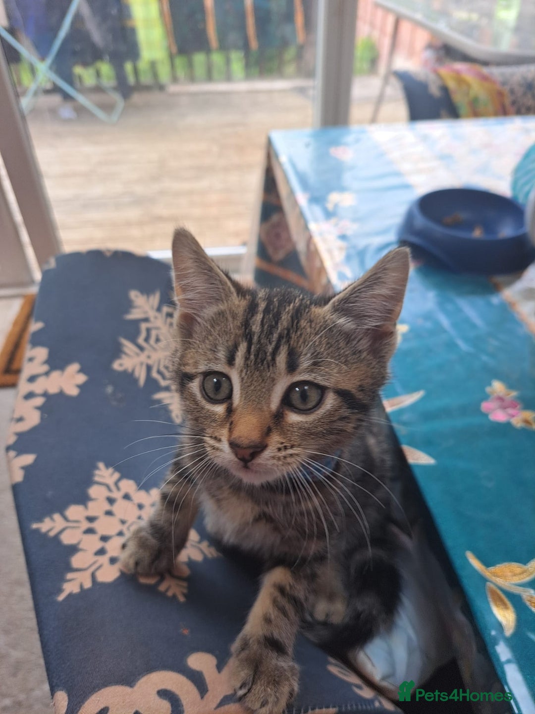 Mixed Breed cats for sale: 5 beautiful kitten ready to go. (Price negotiable) - Image 6