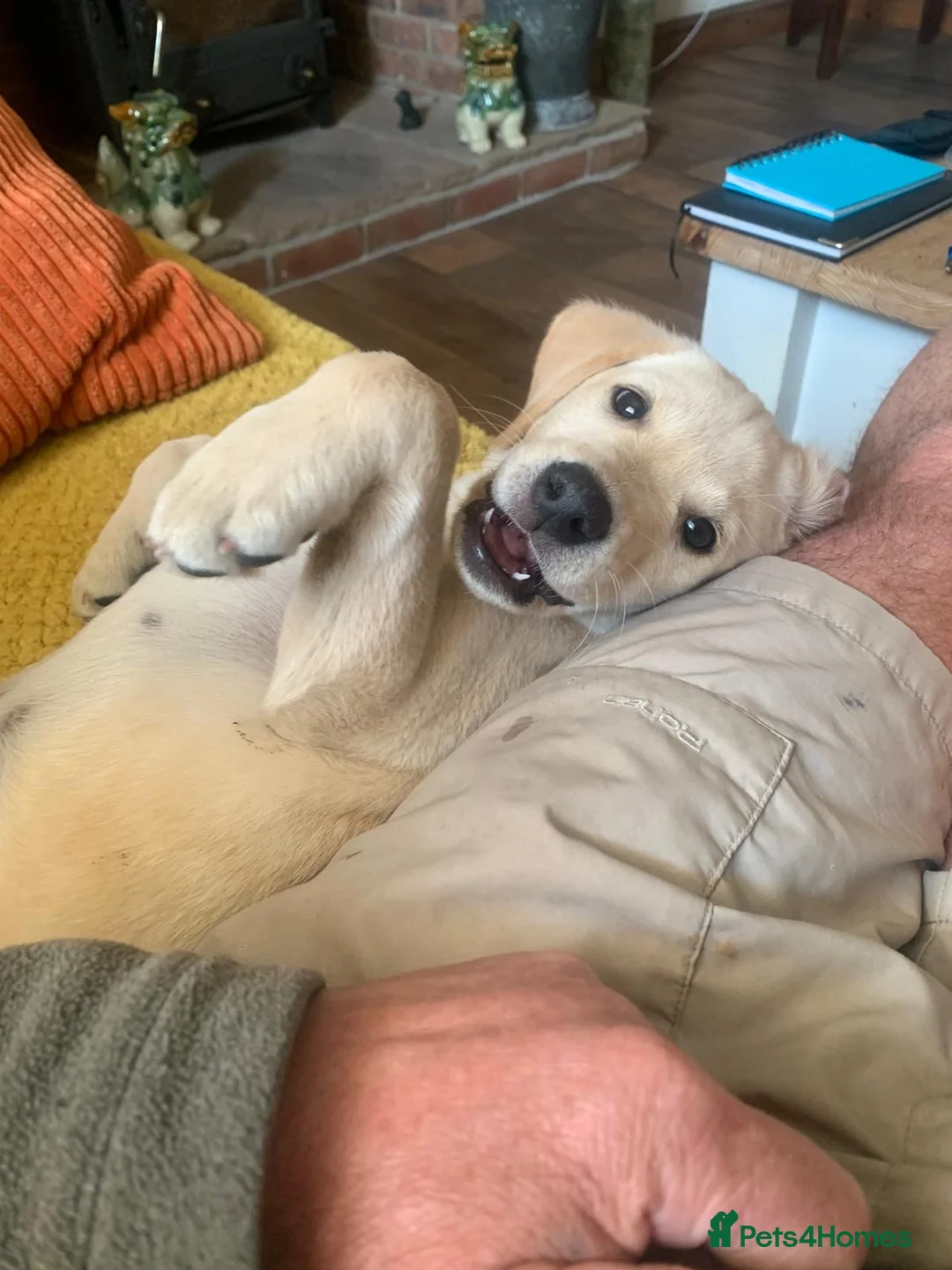 Labrador Retriever dogs for sale: FtCh Sired puppy  - Advert 10