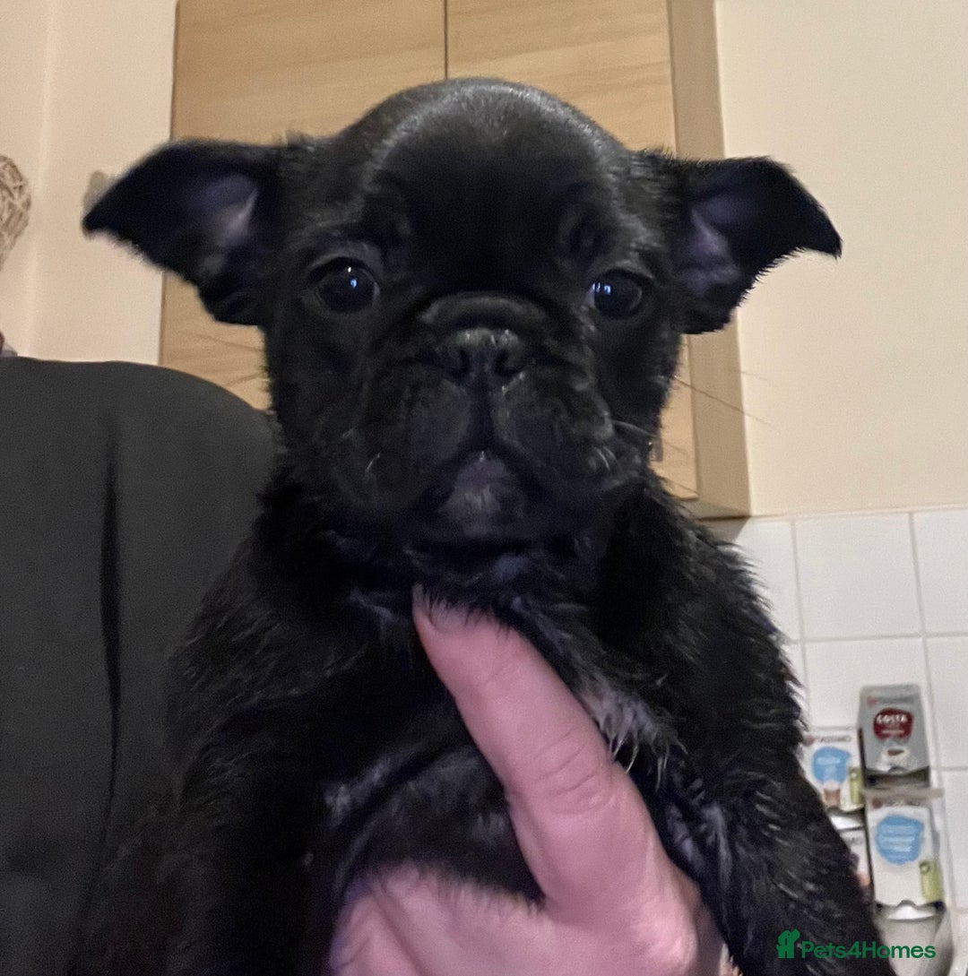 Frug dogs for sale: Beautiful frug female  - Advert 9