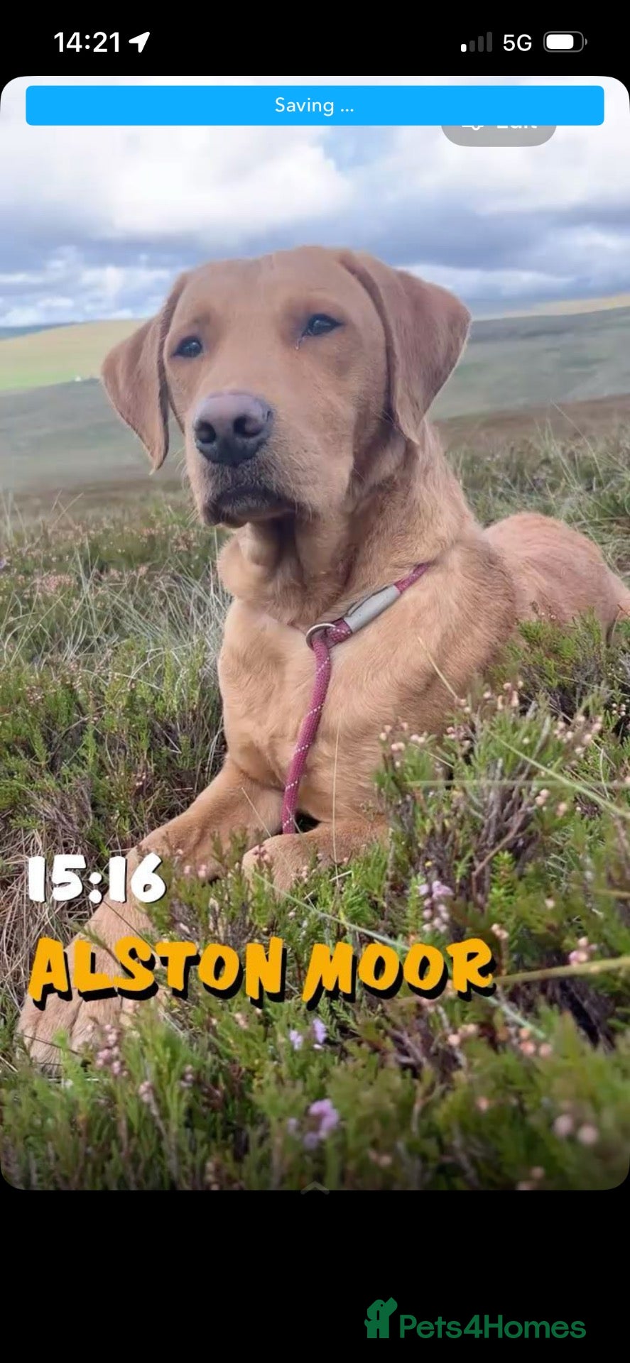 Labrador Retriever dogs KC fox red lab - Advert 4