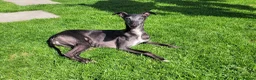 Whippet dogs for sale: KC Registered Male Whippet Puppies  - Advert 4