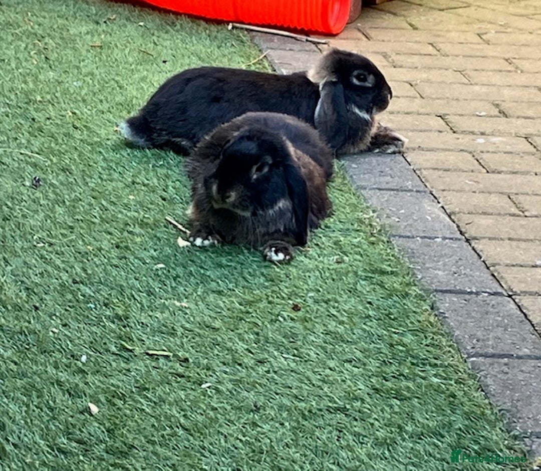 Mini Lop rabbits for sale: Mini lop “Otter” bunnies - Advert 5