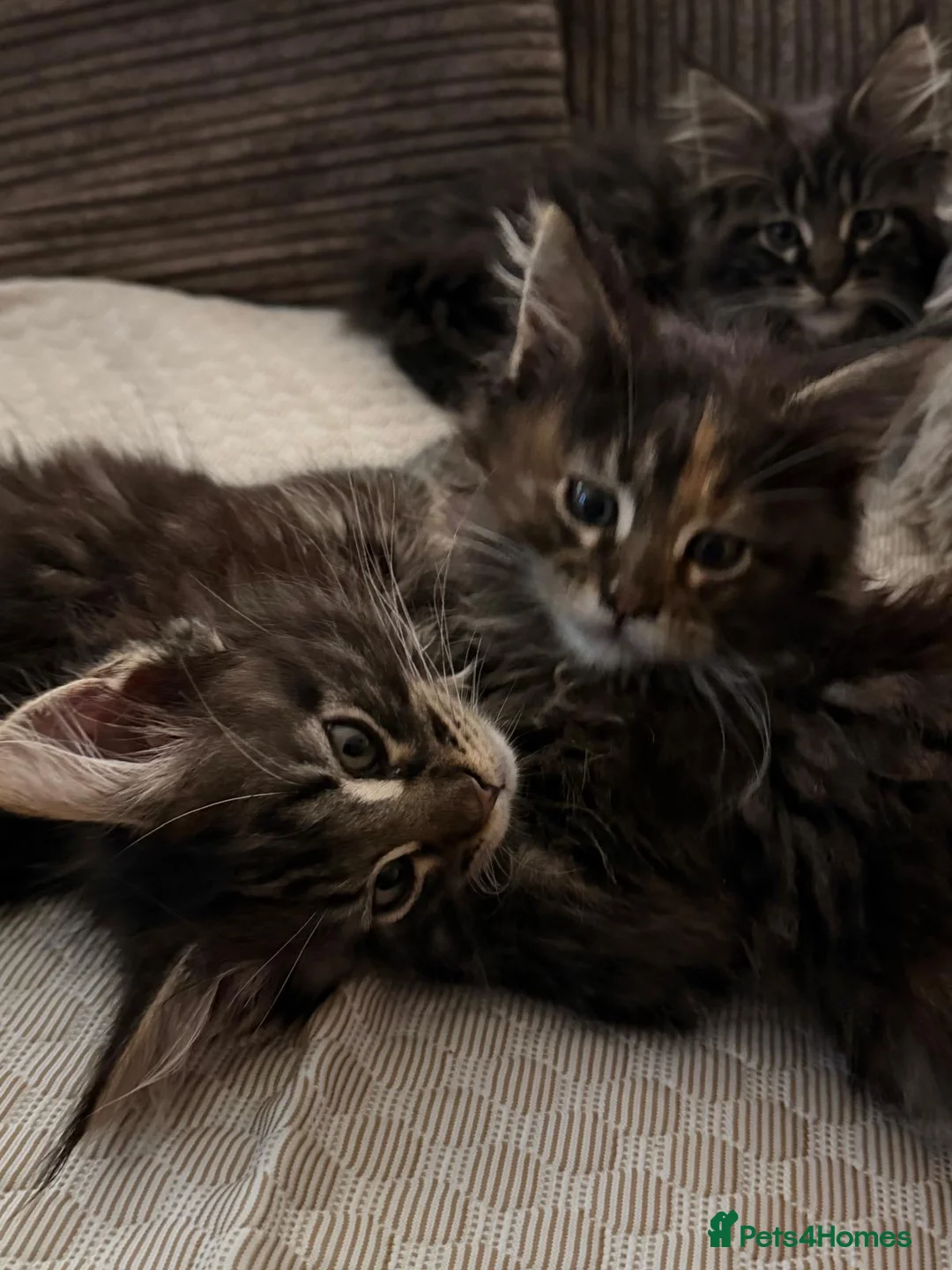 Maine Coon cats for sale: Pure breed Maine coon kittens for sale - Advert 1