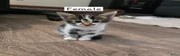 Bengal cats for sale: Bengal mixed kittens  in Harlow - Advert 5