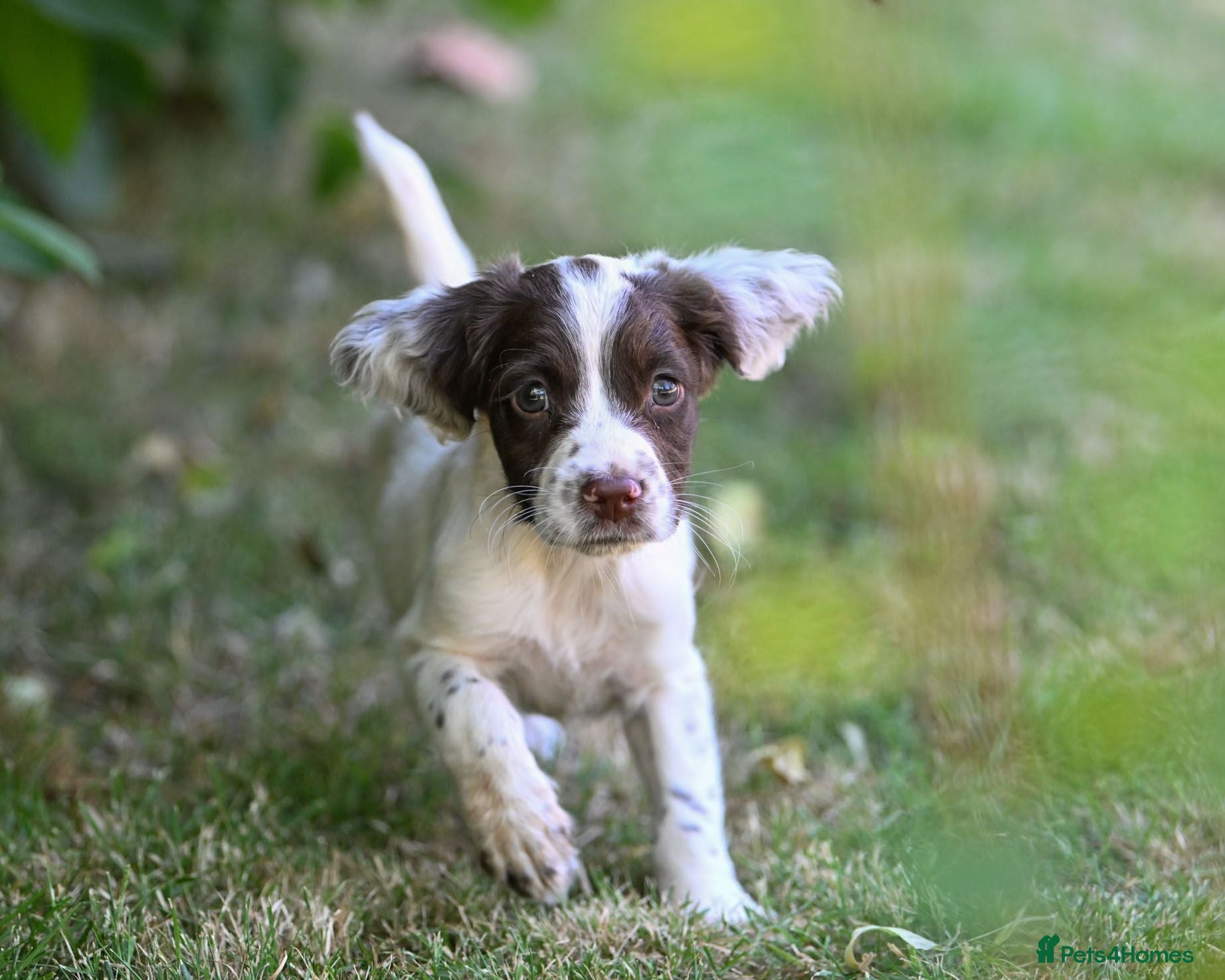 English Springer Spaniel dogs Kennel club registered Springer Spaniel Puppies - Advert 2