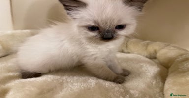 Ragdoll cats - Advert 2