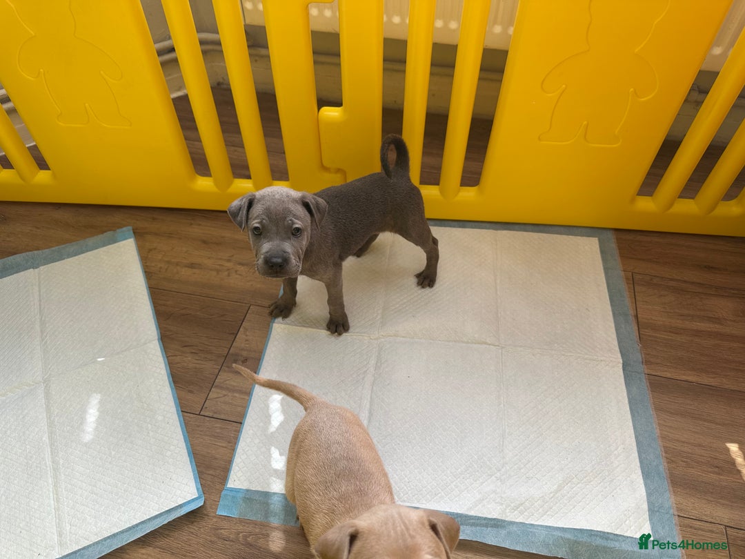 Mixed Breed dogs for sale: Ready to leave!! Staffy X Shar Pei puppies puppy - Image 34
