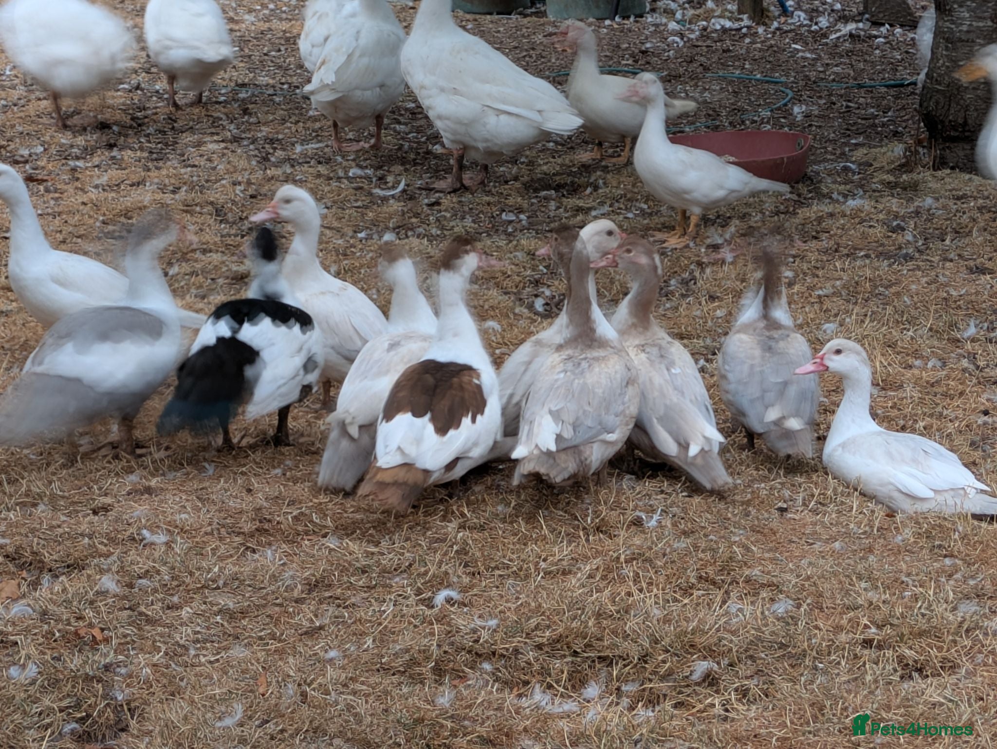 Ducks poultry Muscovy ducks  - Advert 2