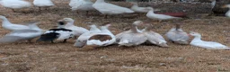 Ducks poultry for sale: Muscovy ducks  - Advert 1
