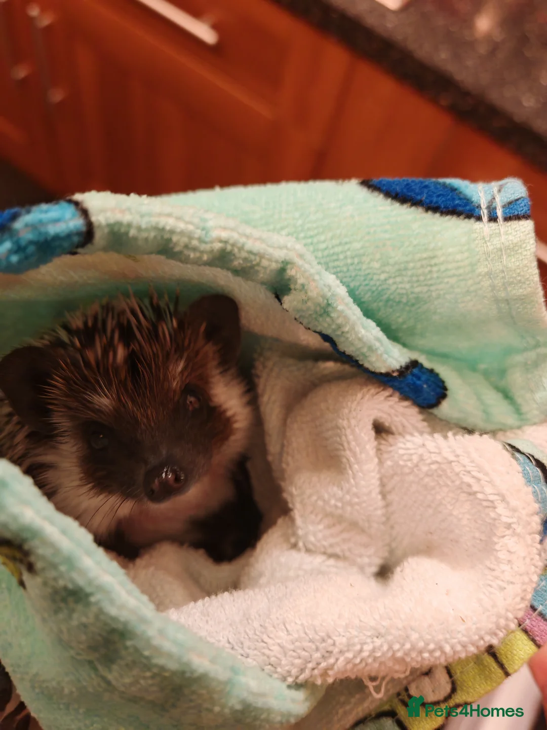 Pygmy Hedgehog rodents for sale: African Pygmy Hedgehog  - Advert 4