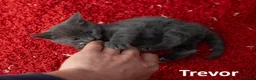 Russian Blue cats for sale: Russian Blue Cross Boy Kitten – Trevor - Advert 22