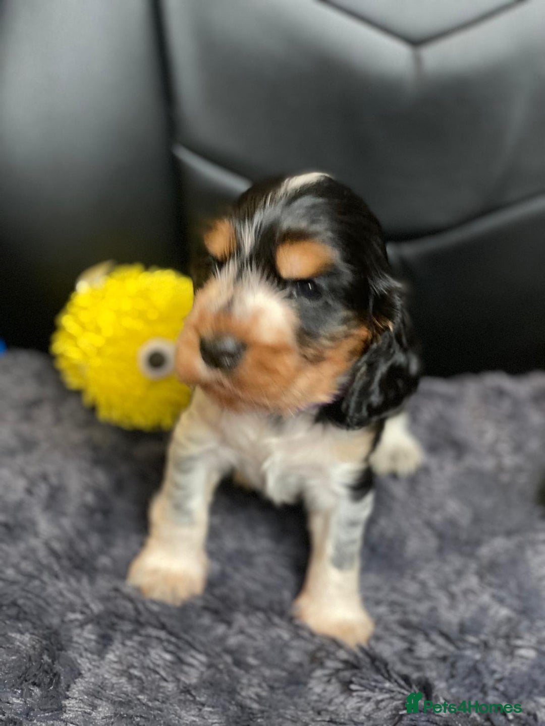 Cocker Spaniel dogs for sale: Show Cocel Spaniel- K.C. Reg. - Image 26