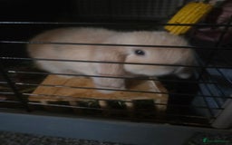 Mini Lop rabbits for sale: Glorious and Gorgeous Mini Lop Bunnies for sale  - Image 7