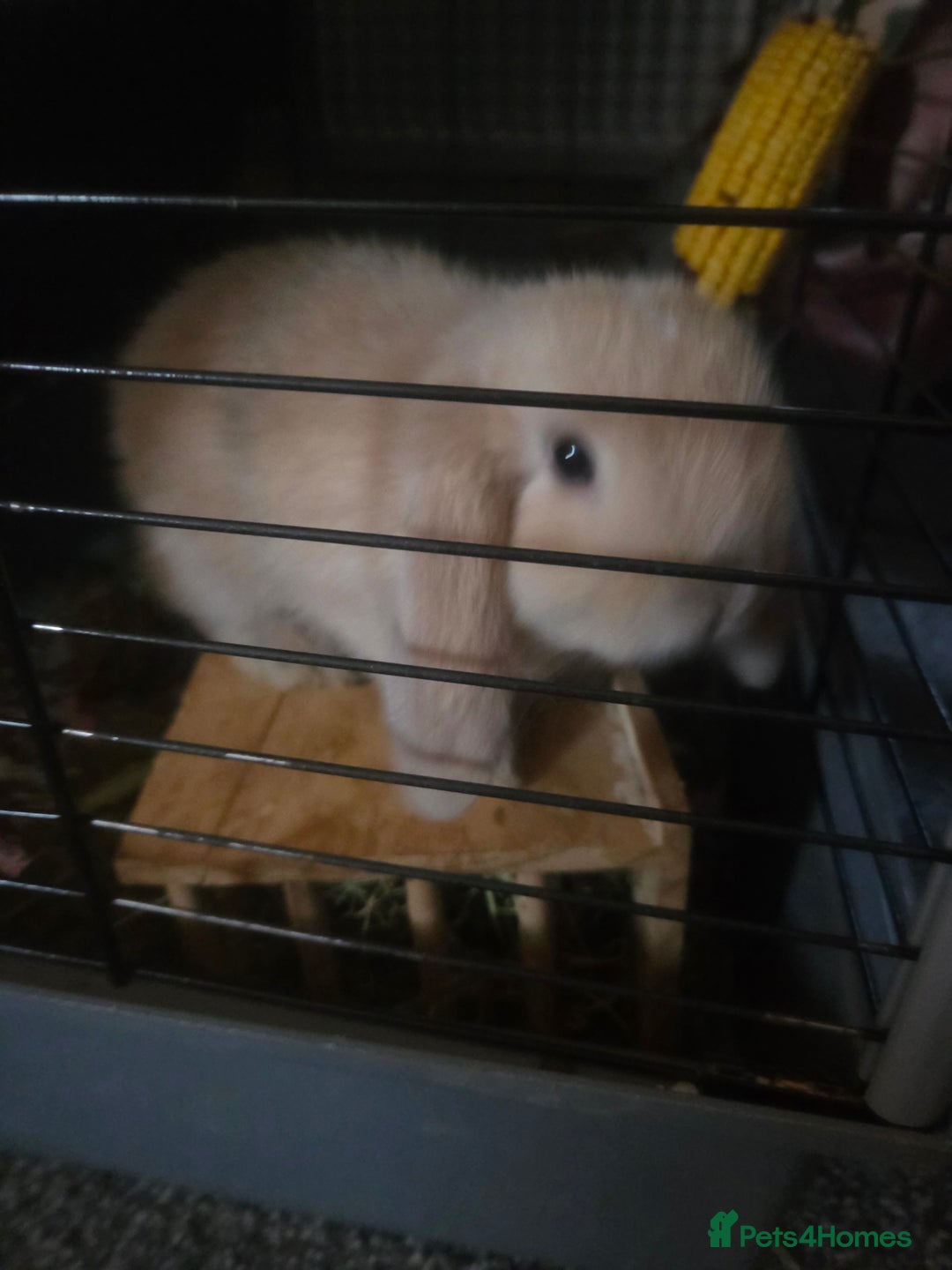 Mini Lop rabbits for sale: Glorious and Gorgeous Mini Lop Bunnies for sale  - Image 7