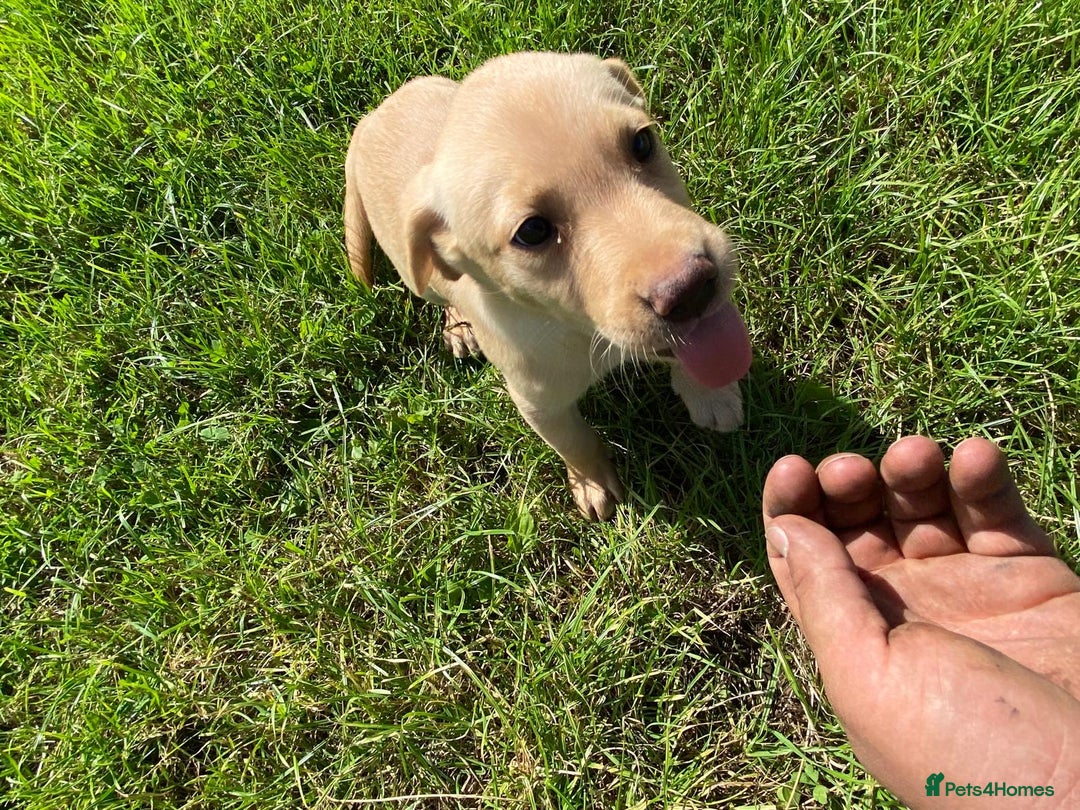 Labrador Retriever dogs for sale: Stunning Fox Red working Labrador bitch  - Image 2