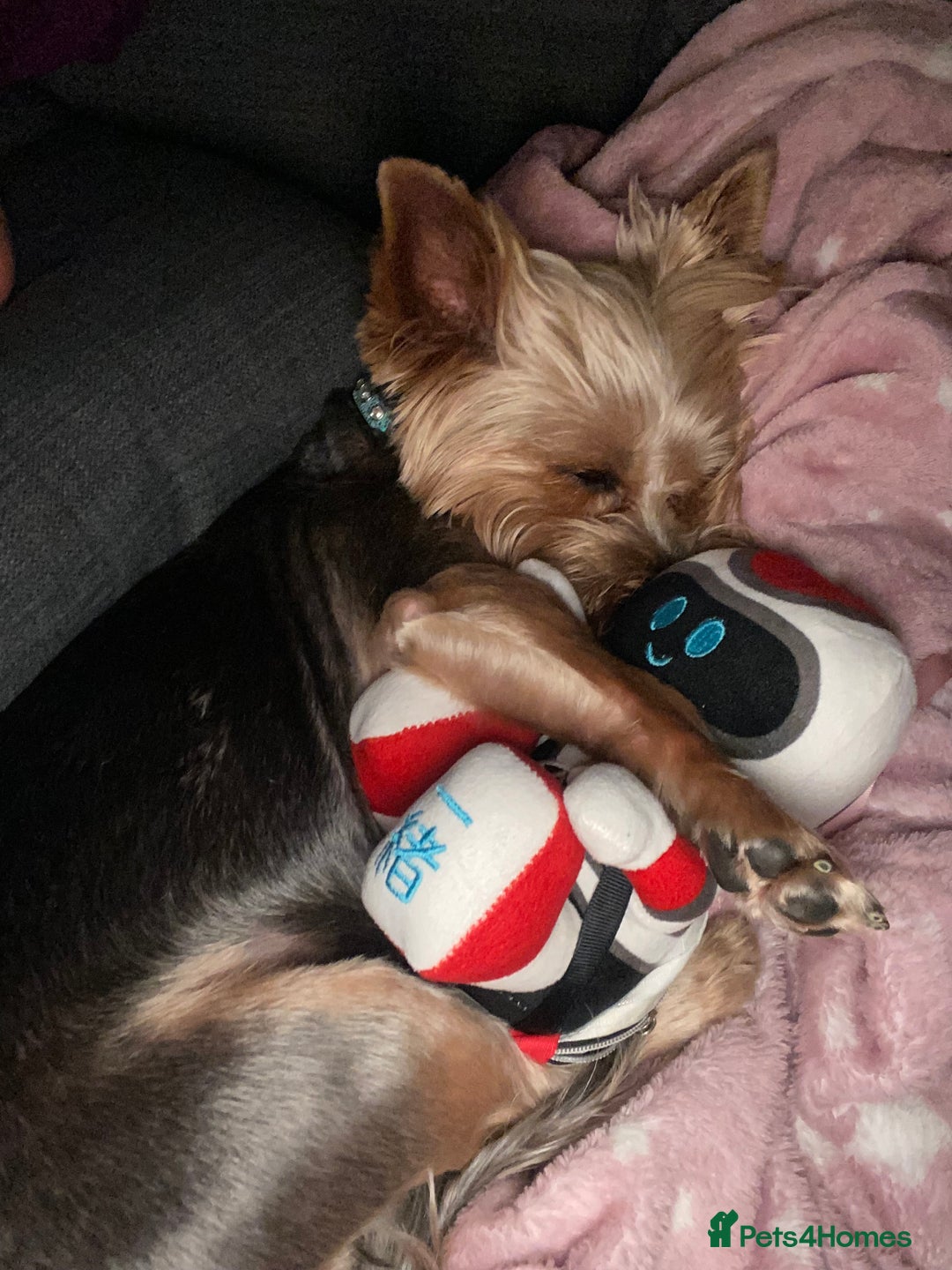 Yorkshire Terrier dogs for stud: Billy Boy  - Image 16