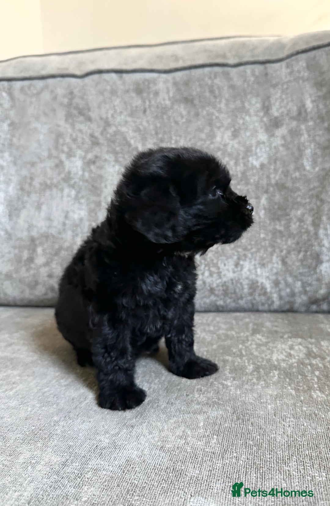 Cockapoo dogs for sale: Cockapoos looking for forever homes - Advert 13