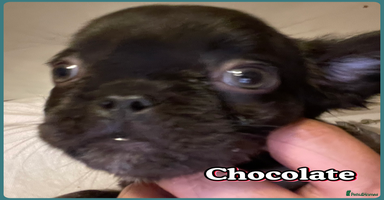 French Bulldog dogs Kc fully vaccinated  2 fluffy boys left - Advert 5