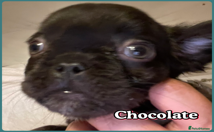 French Bulldog dogs Kc fully vaccinated  2 fluffy boys left - Advert 3